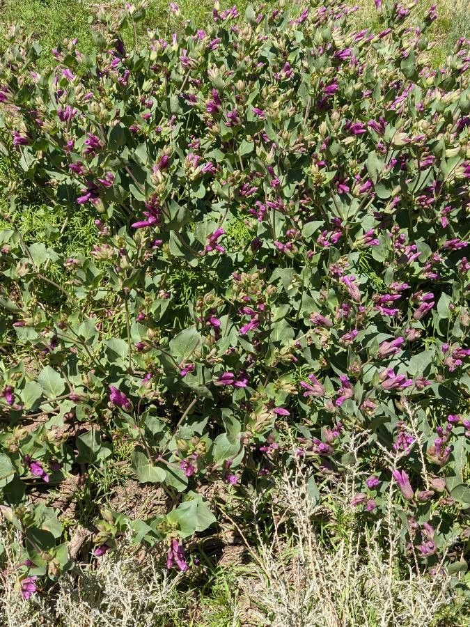 Mirabilis multiflora leaf