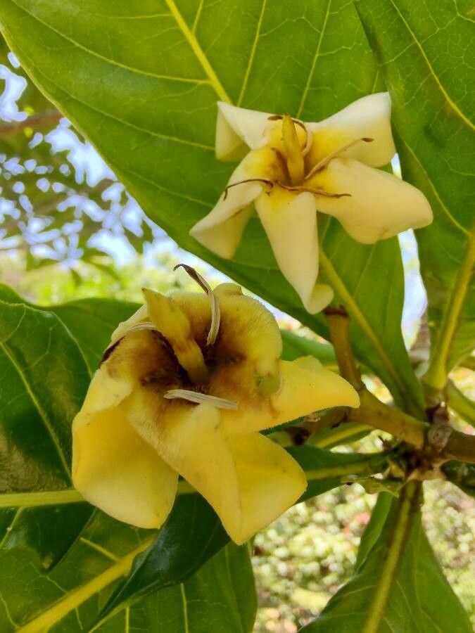 Genipa americana flower