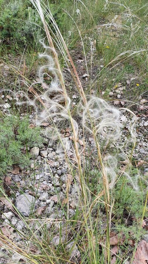 Stipa eriocaulis leaf