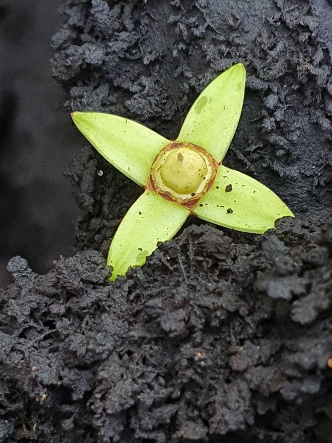 Rhizophora mucronata flower