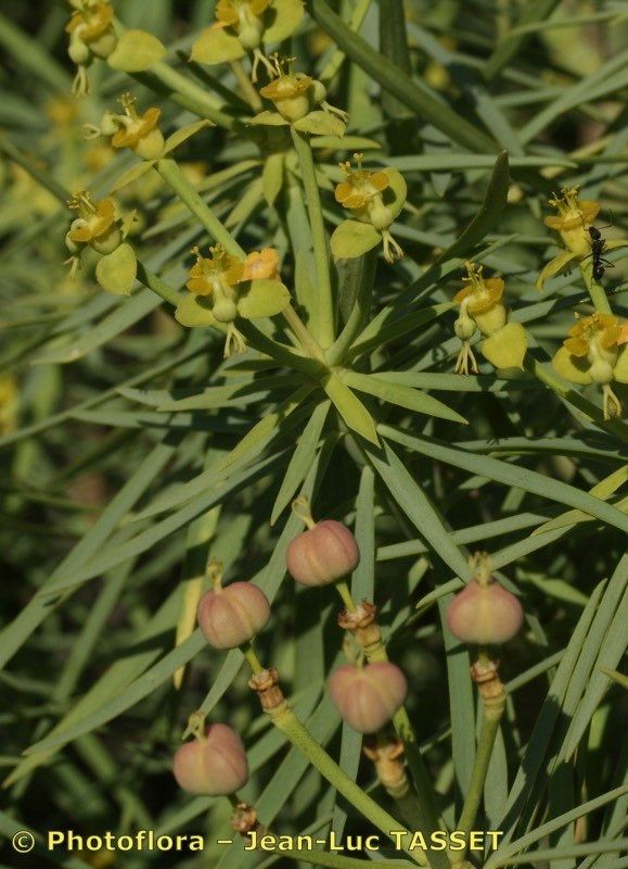 Euphorbia broussonetii flower
