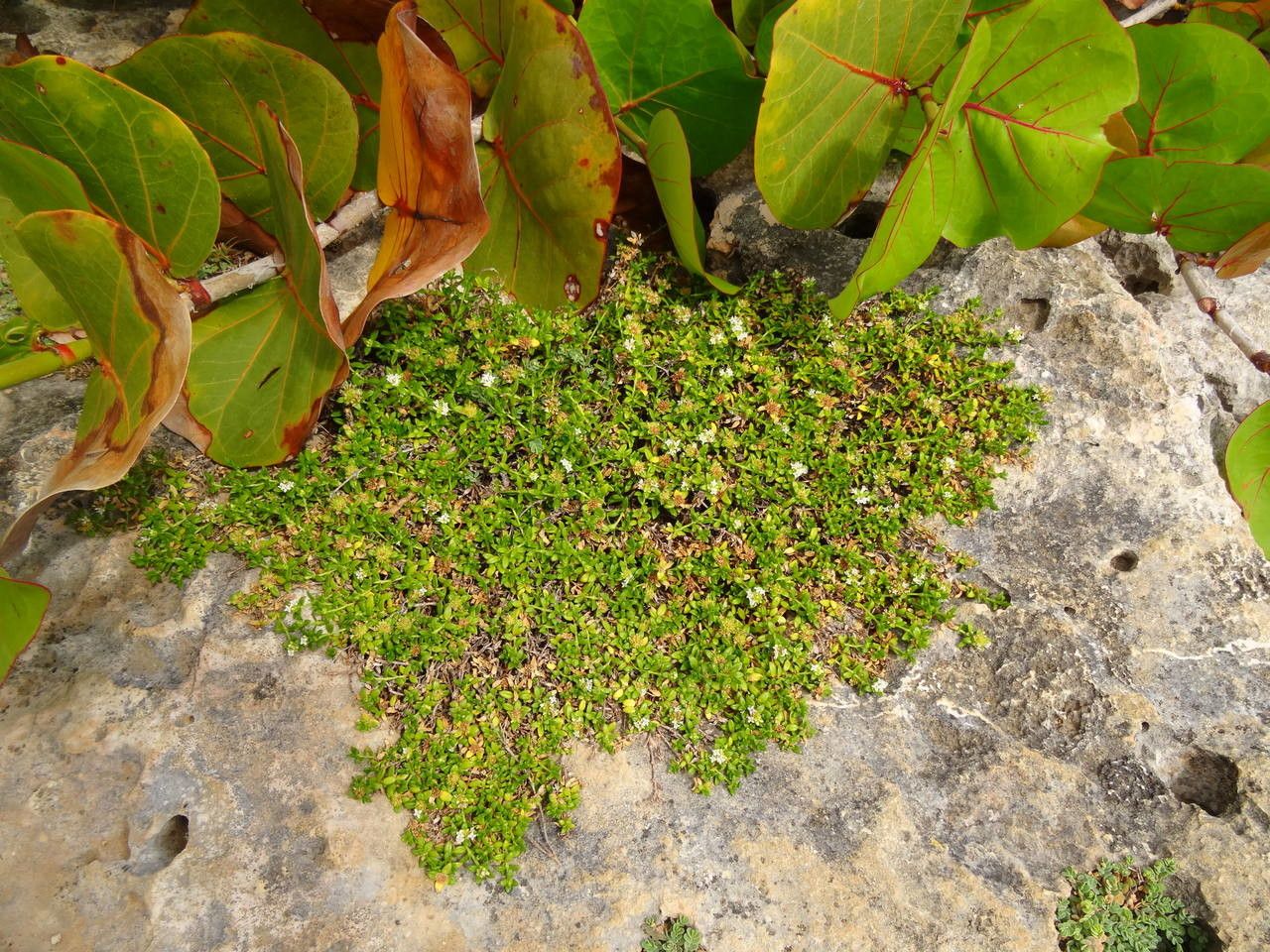 Spermacoce dussii habit