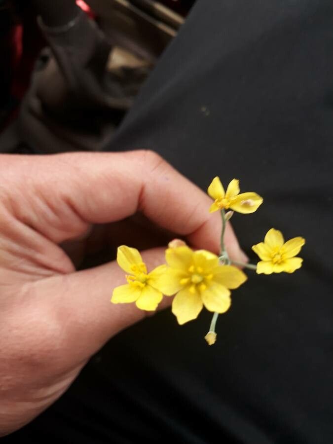 Bongardia chrysogonum flower