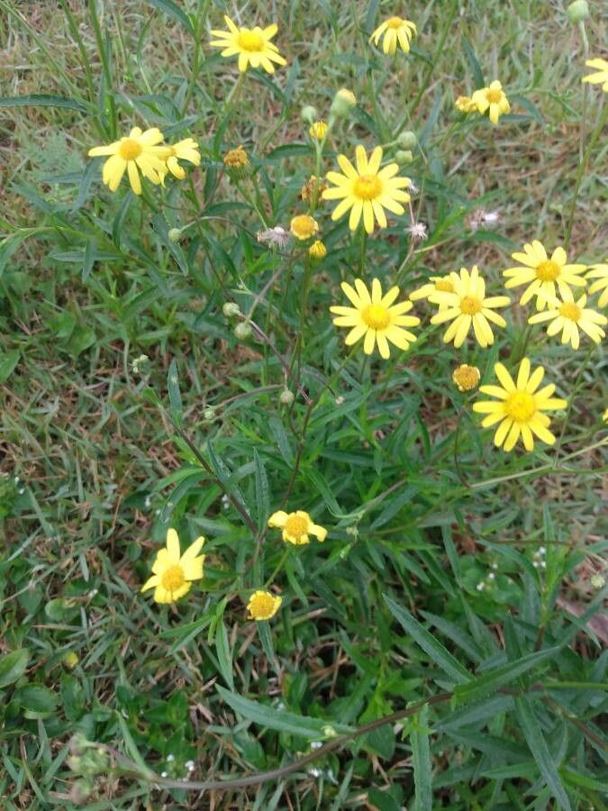 Senecio madagascariensis habit