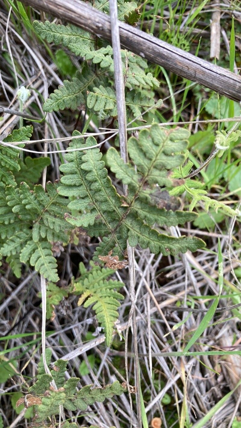 Hemionitis fantastica habit