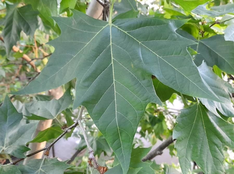 Platanus acerifolia