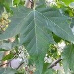 Platanus acerifolia