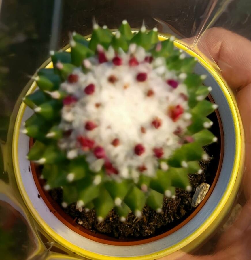 Mammillaria polythele flower