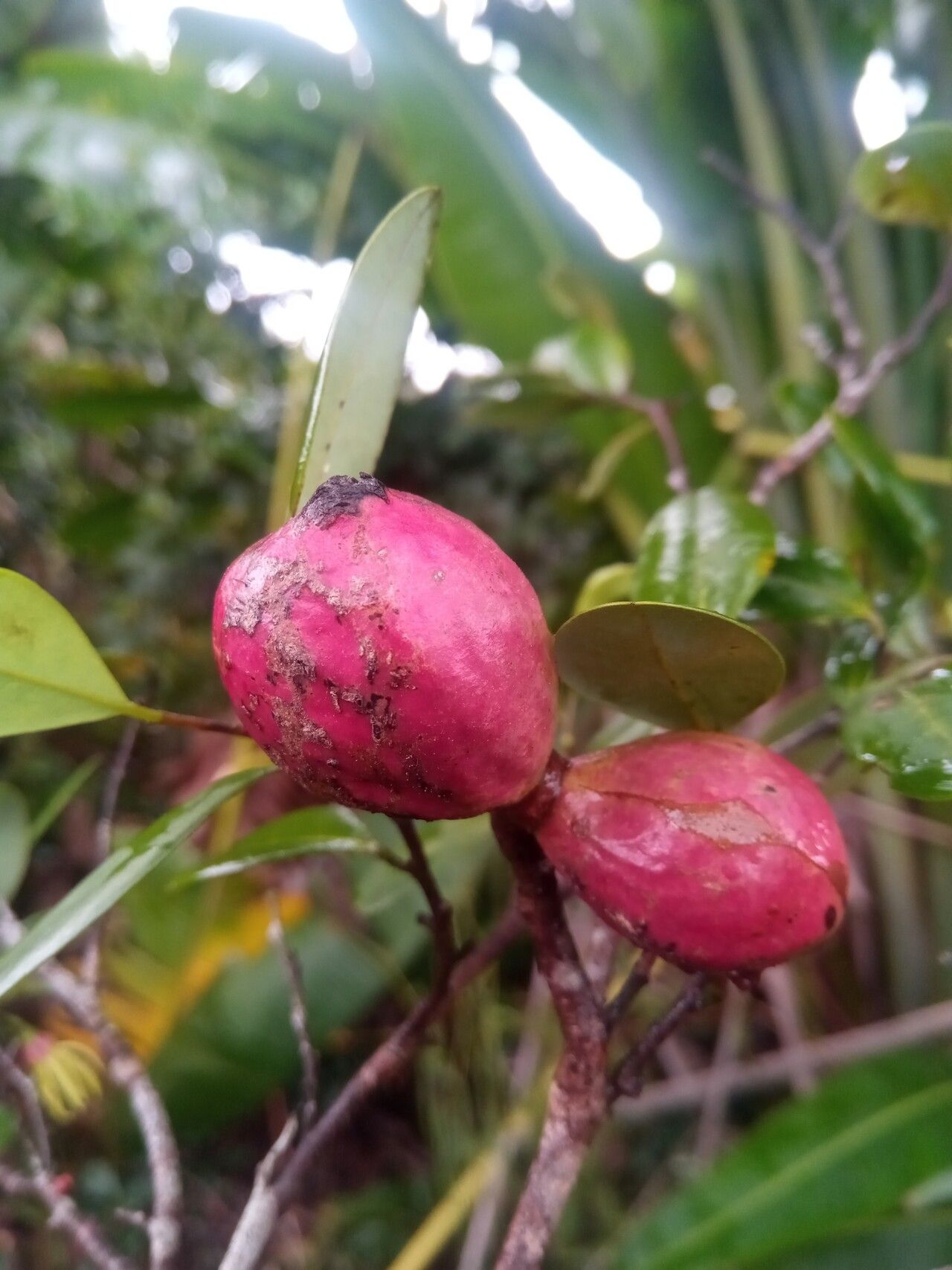 Xylopia buxifolia fruit