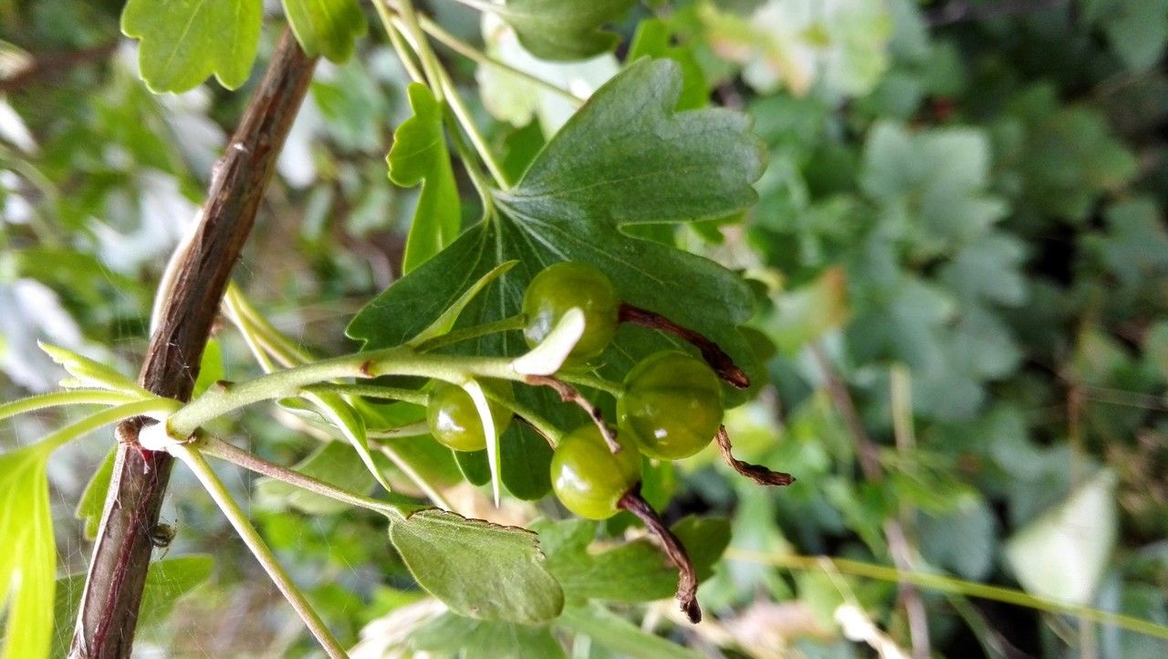 Ribes aureum fruit