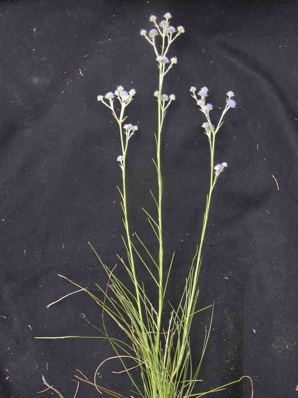 Eryngium junceum — search result for 'Eryngium'