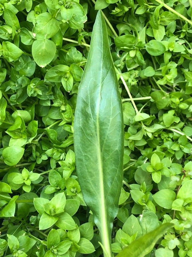 Isatis lusitanica leaf