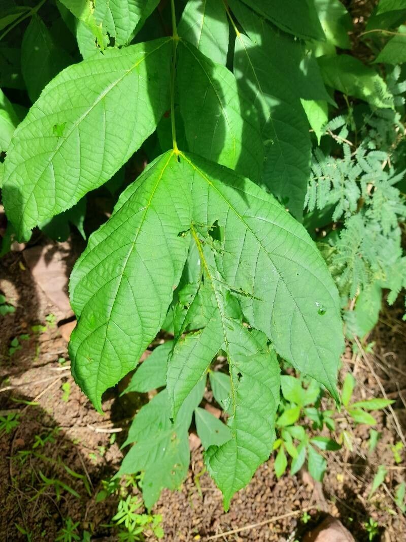 Markhamia tomentosa leaf