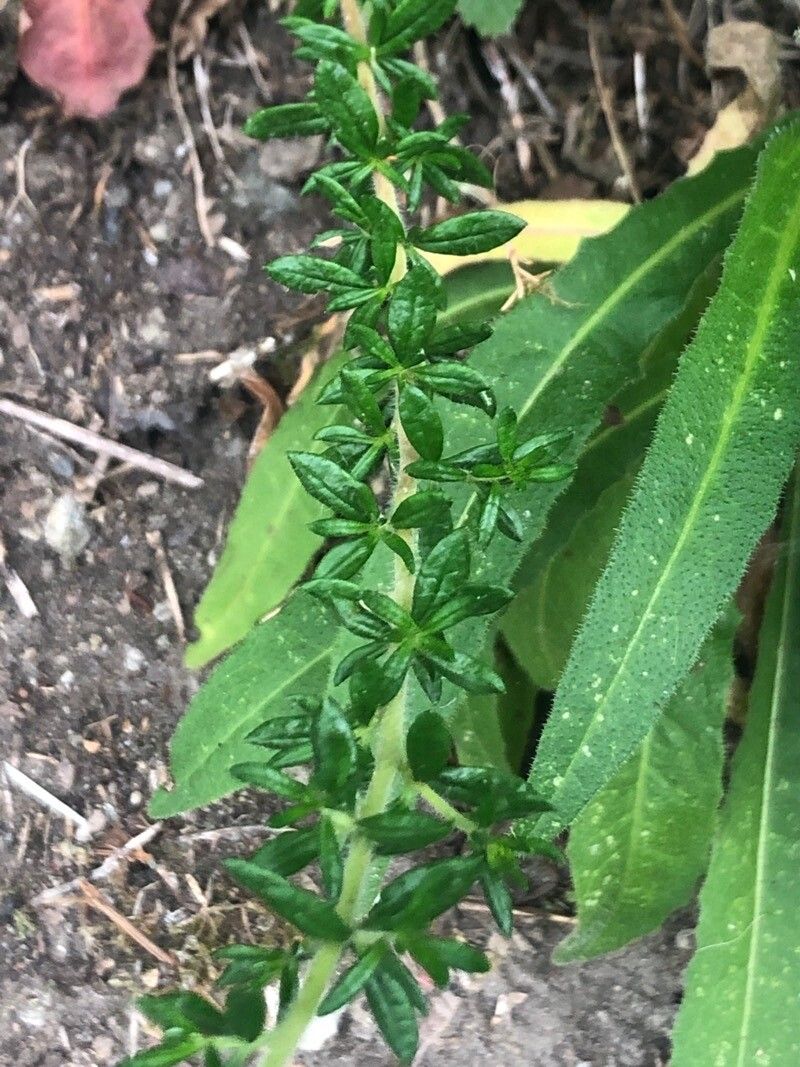 Daboecia cantabrica leaf