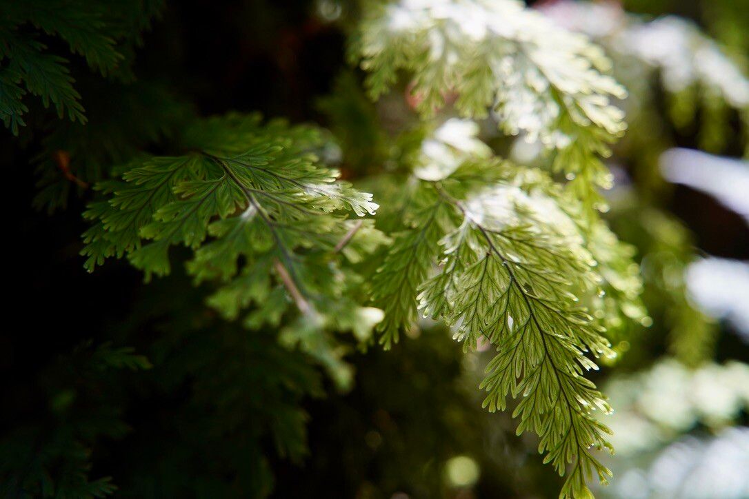 Hymenophyllum rarum leaf