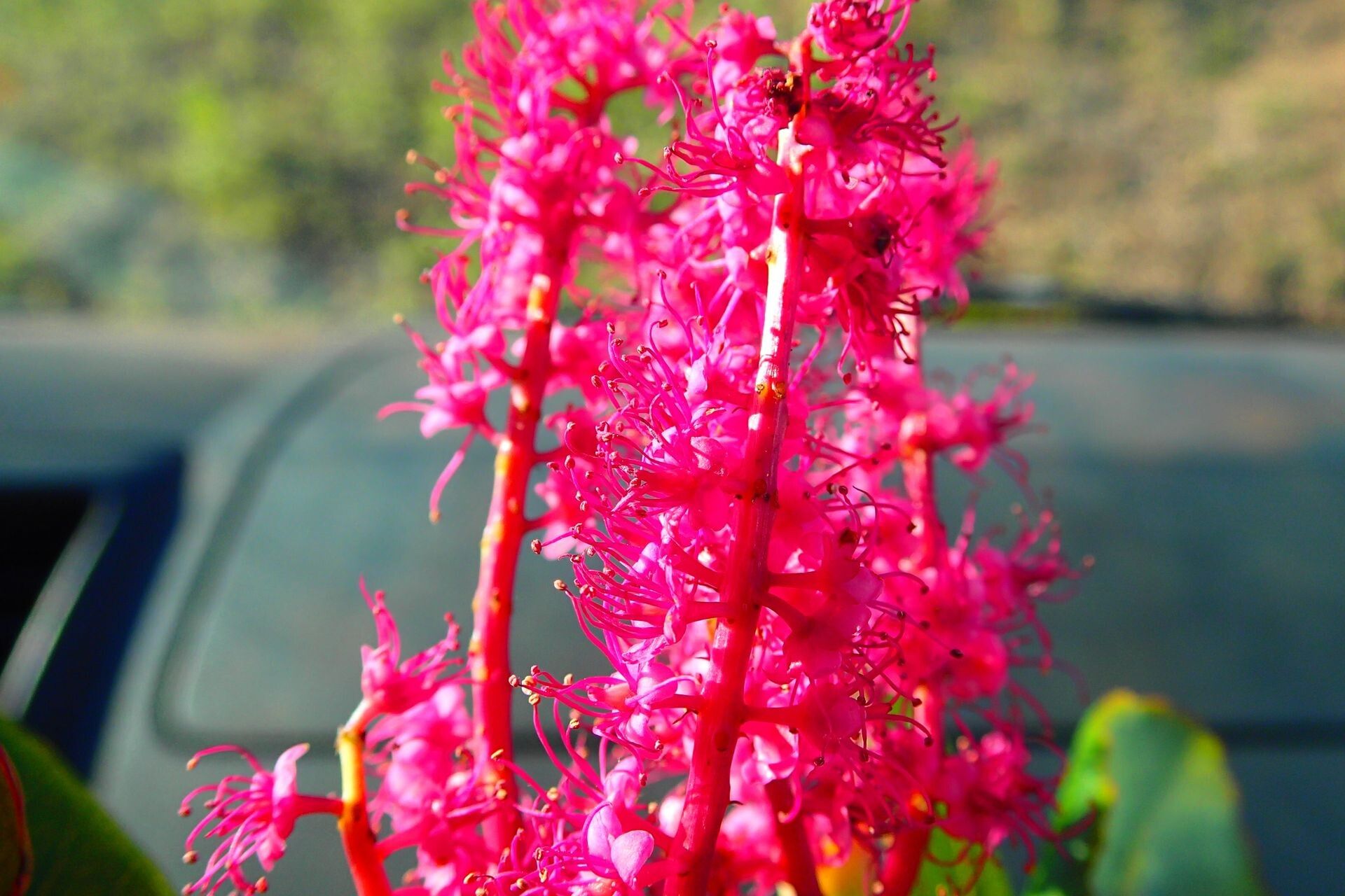 Cunonia vieillardii flower