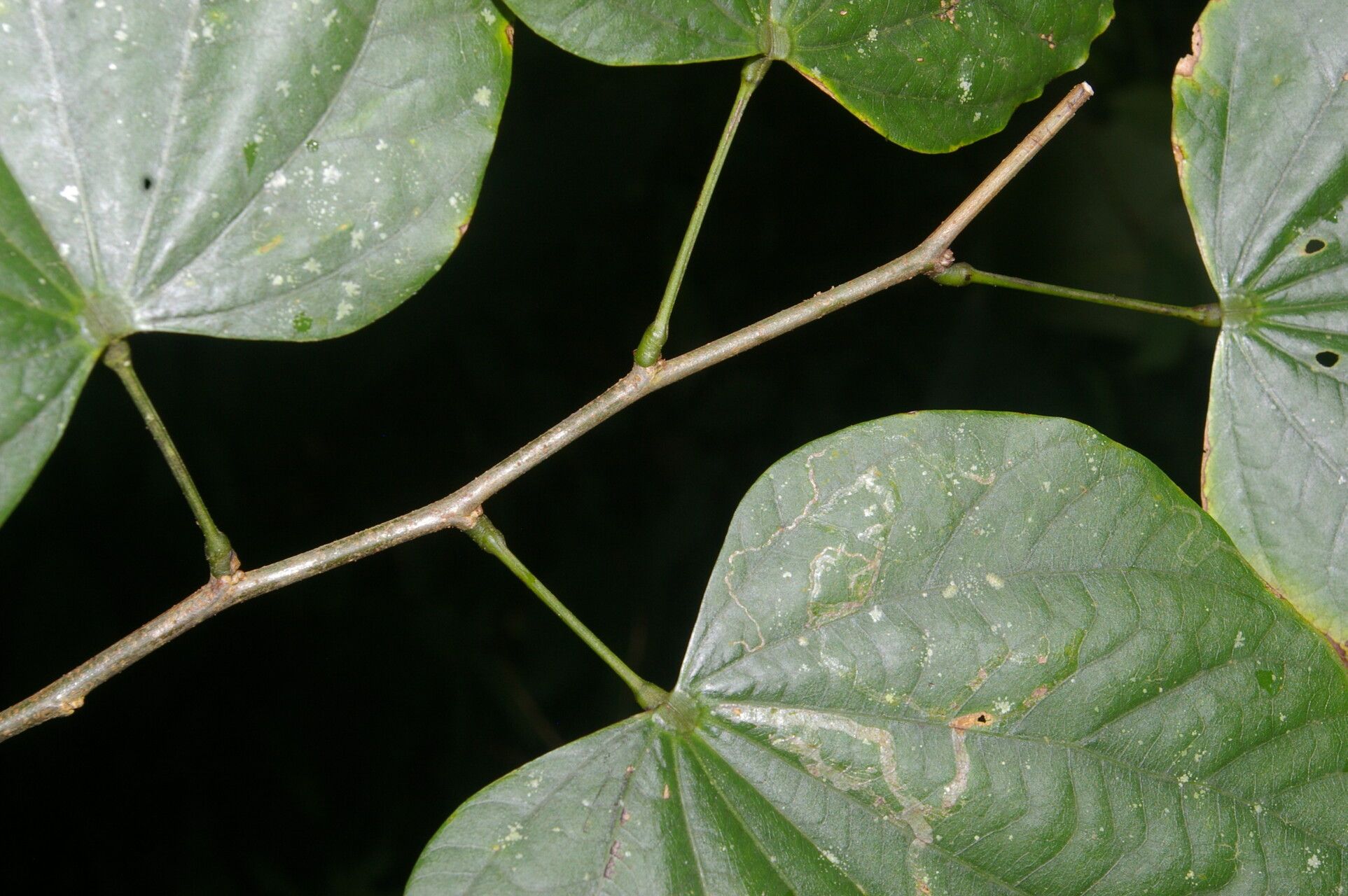 Bauhinia cookii bark