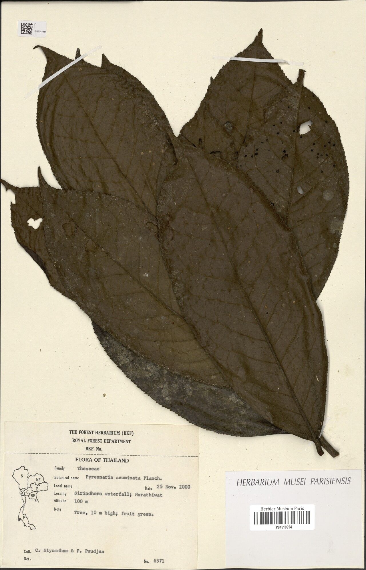 Pyrenaria acuminata — related species from the same genus