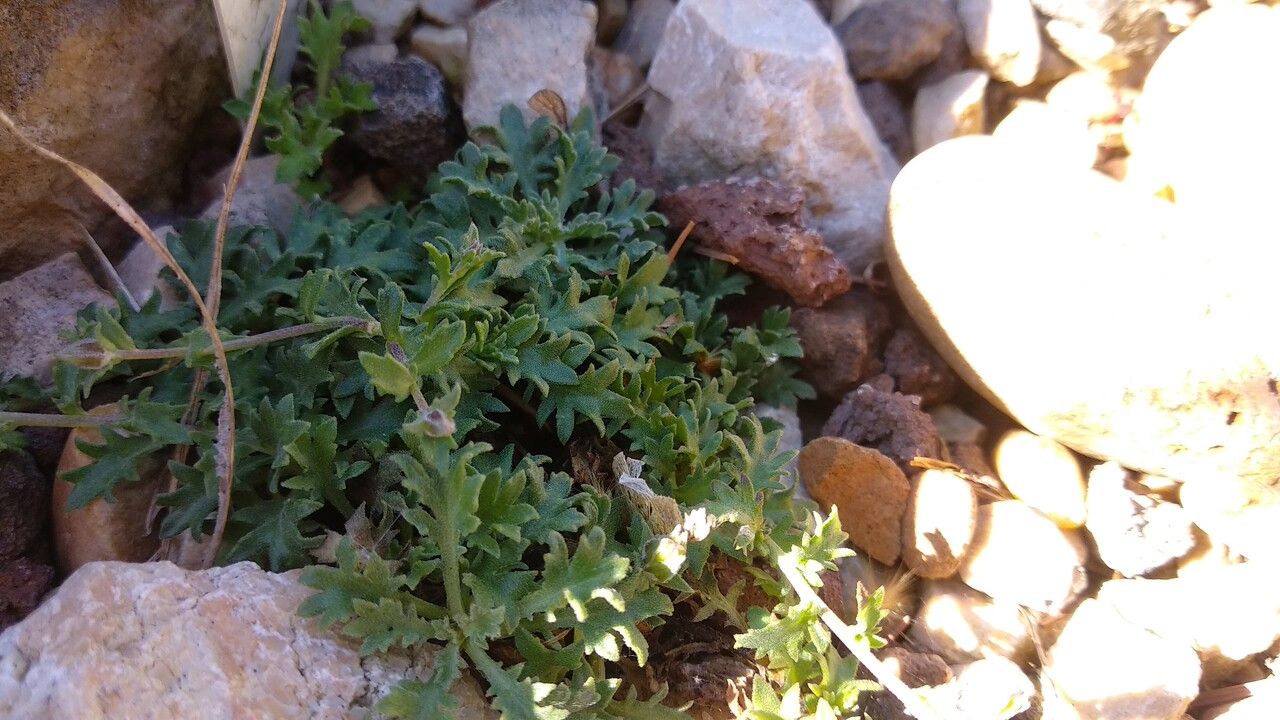 Campanula teucrioides — houseplant care guide