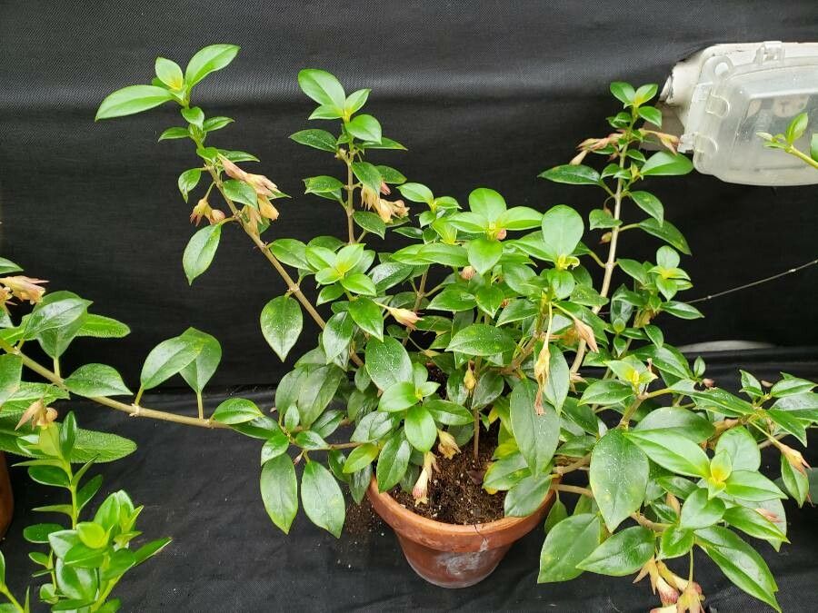 Nematanthus wettsteinii habit