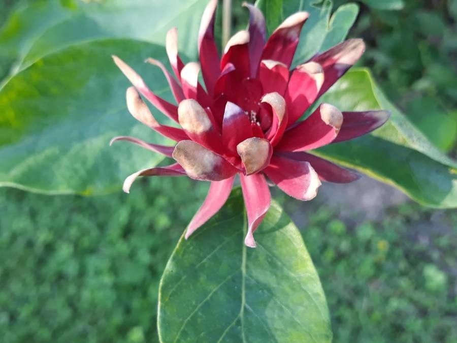 Calycanthus occidentalis flower