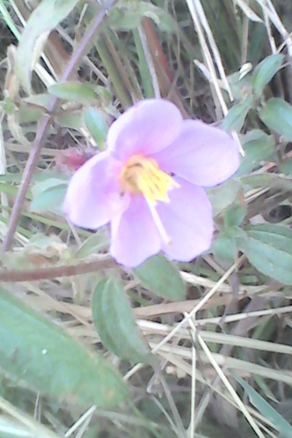 Dissotis princeps flower