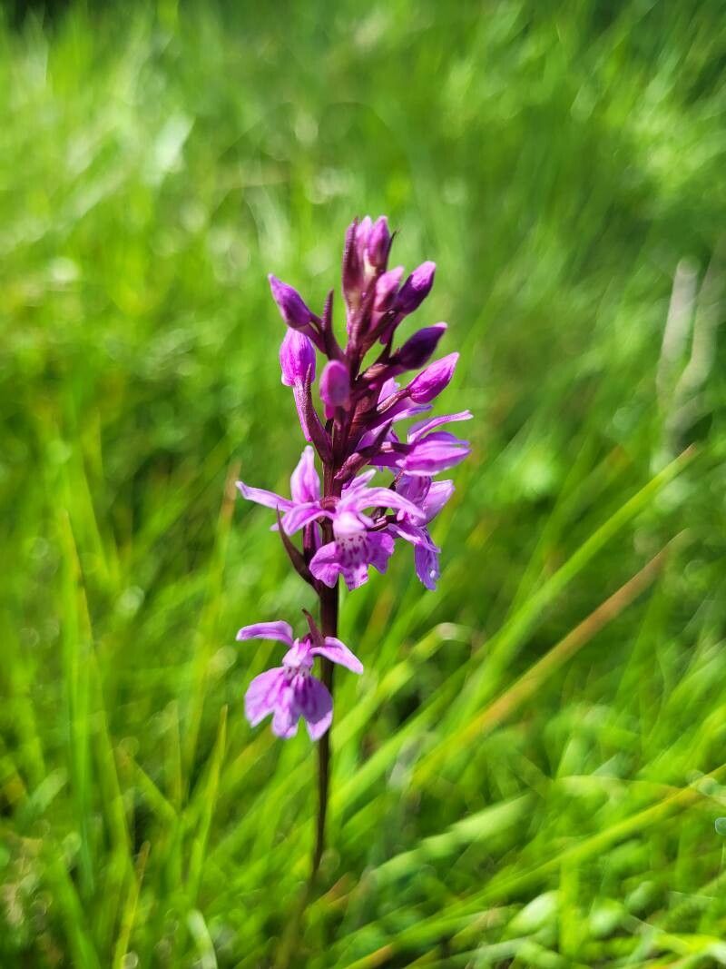 Dactylorhiza sudetica flower