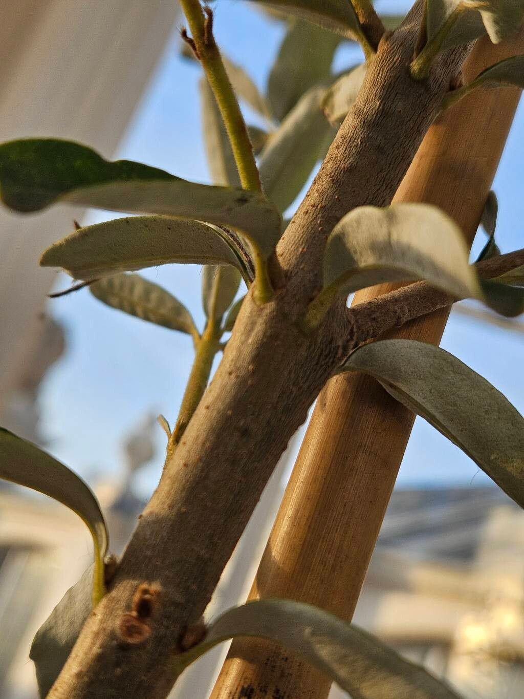 Banksia verticillata bark