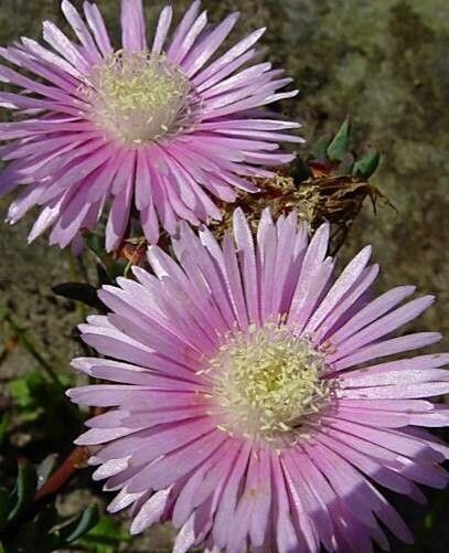 Lampranthus conspicuus — houseplant care guide