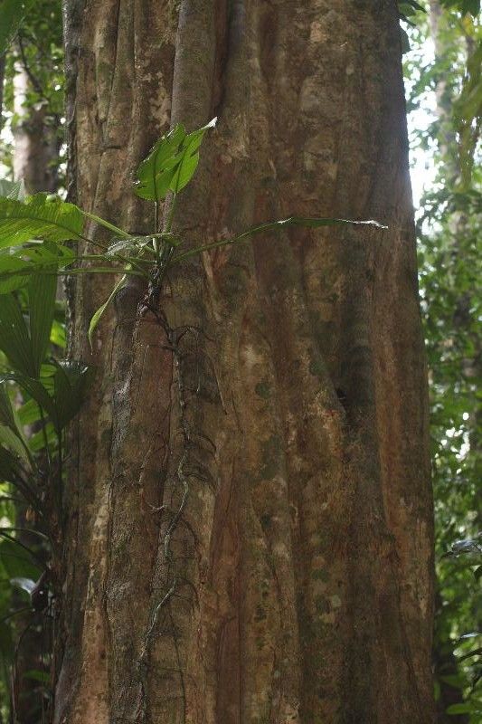 Minquartia guianensis bark