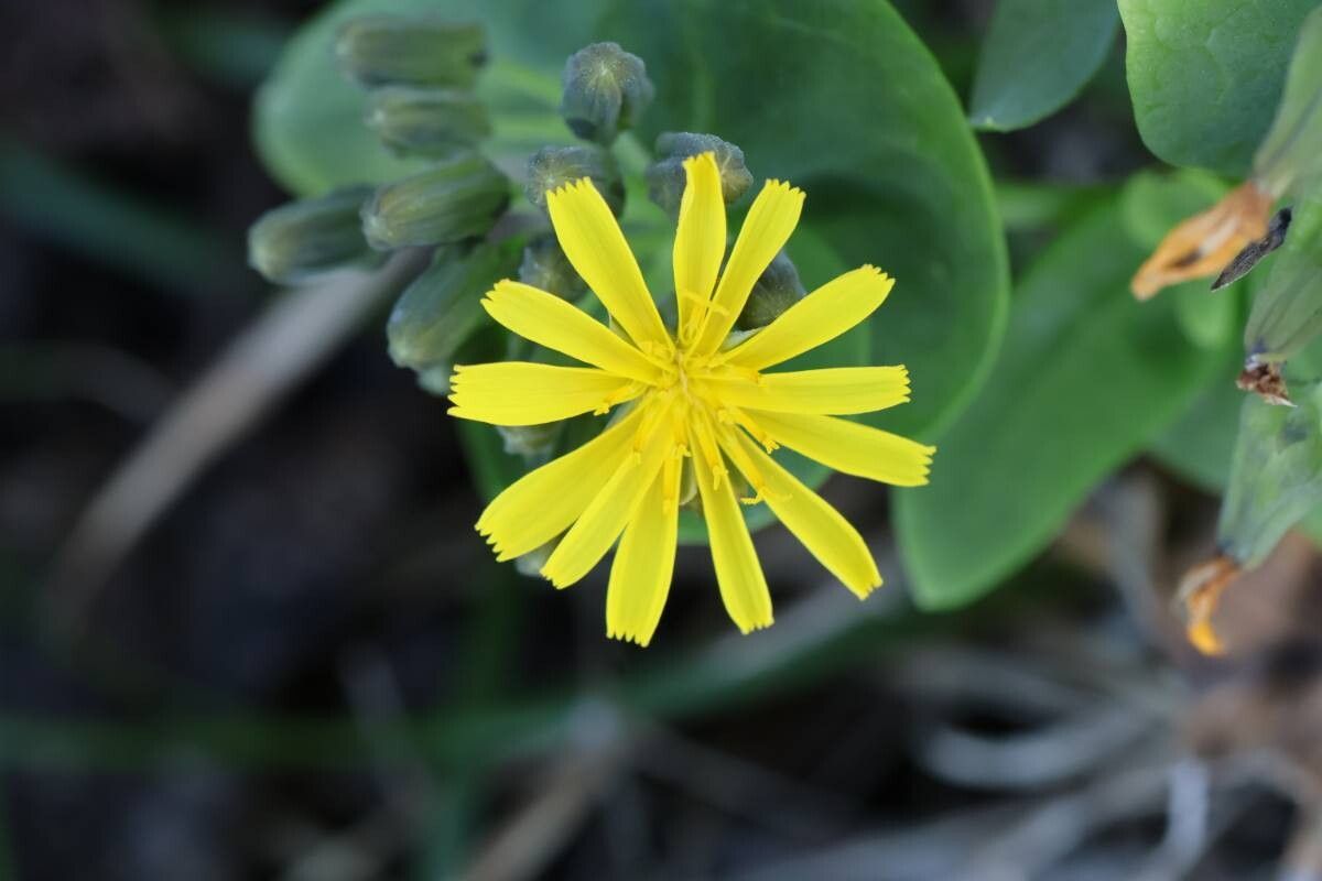 Crepidiastrum lanceolatum — houseplant care guide