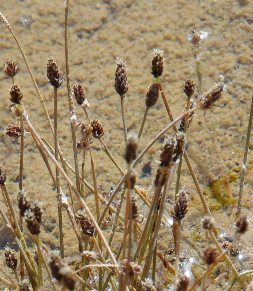 Eleocharis atropurpurea flower