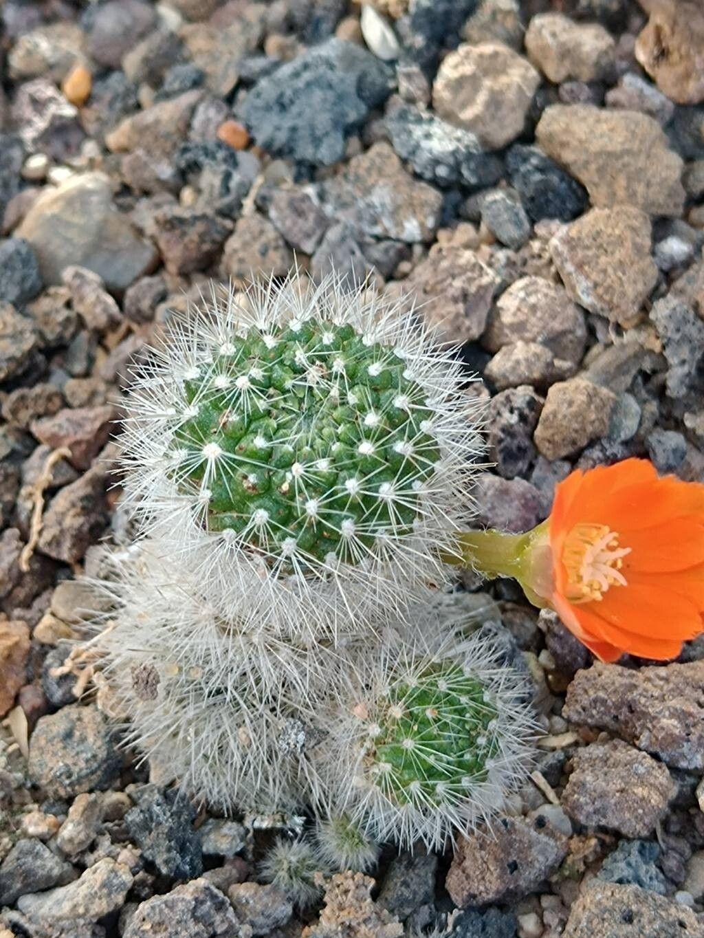 Aylostera spinosissima habit
