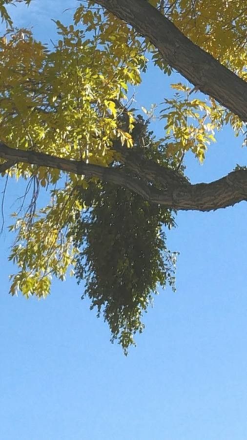 Phoradendron macrophyllum habit