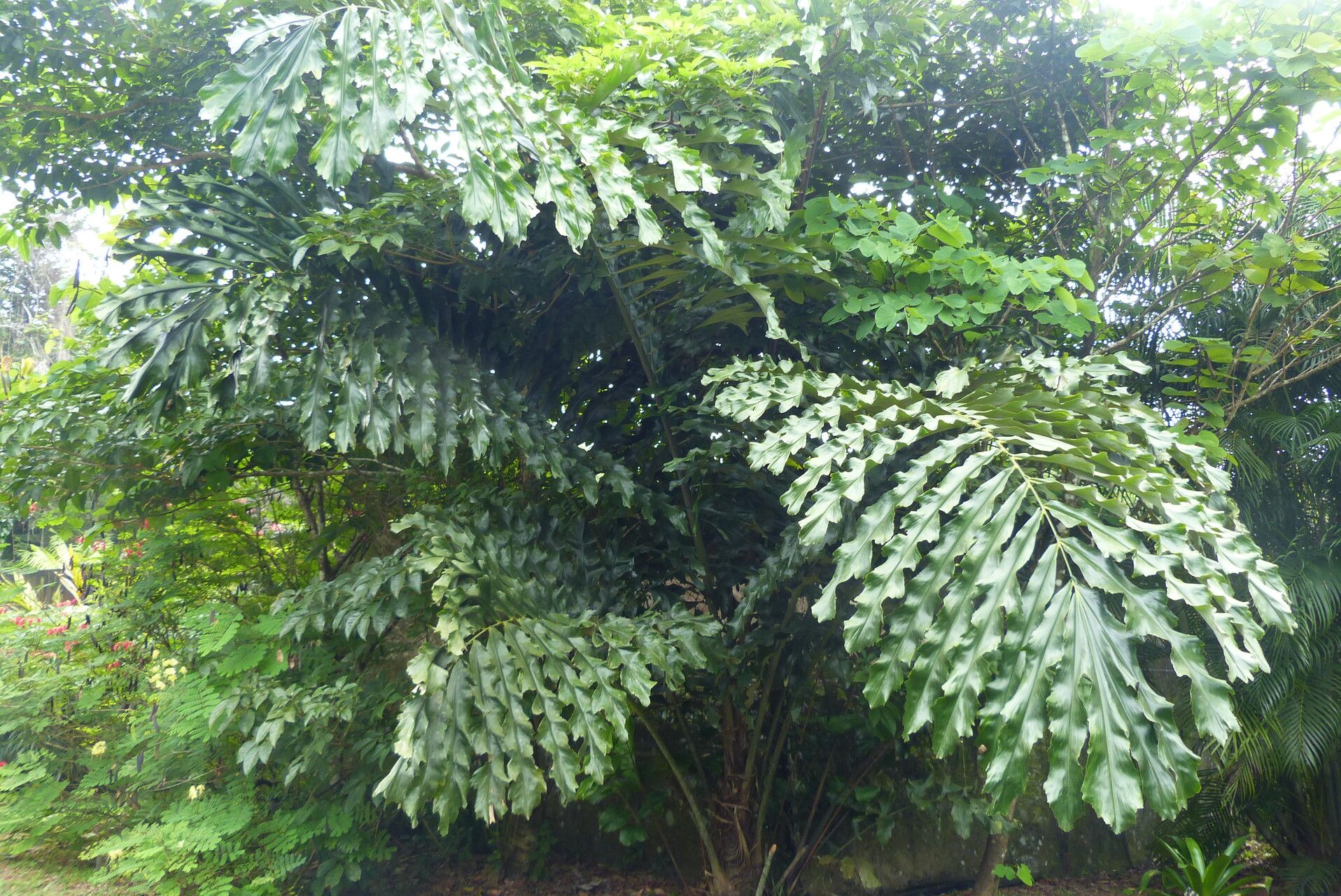 Arenga brevipes habit