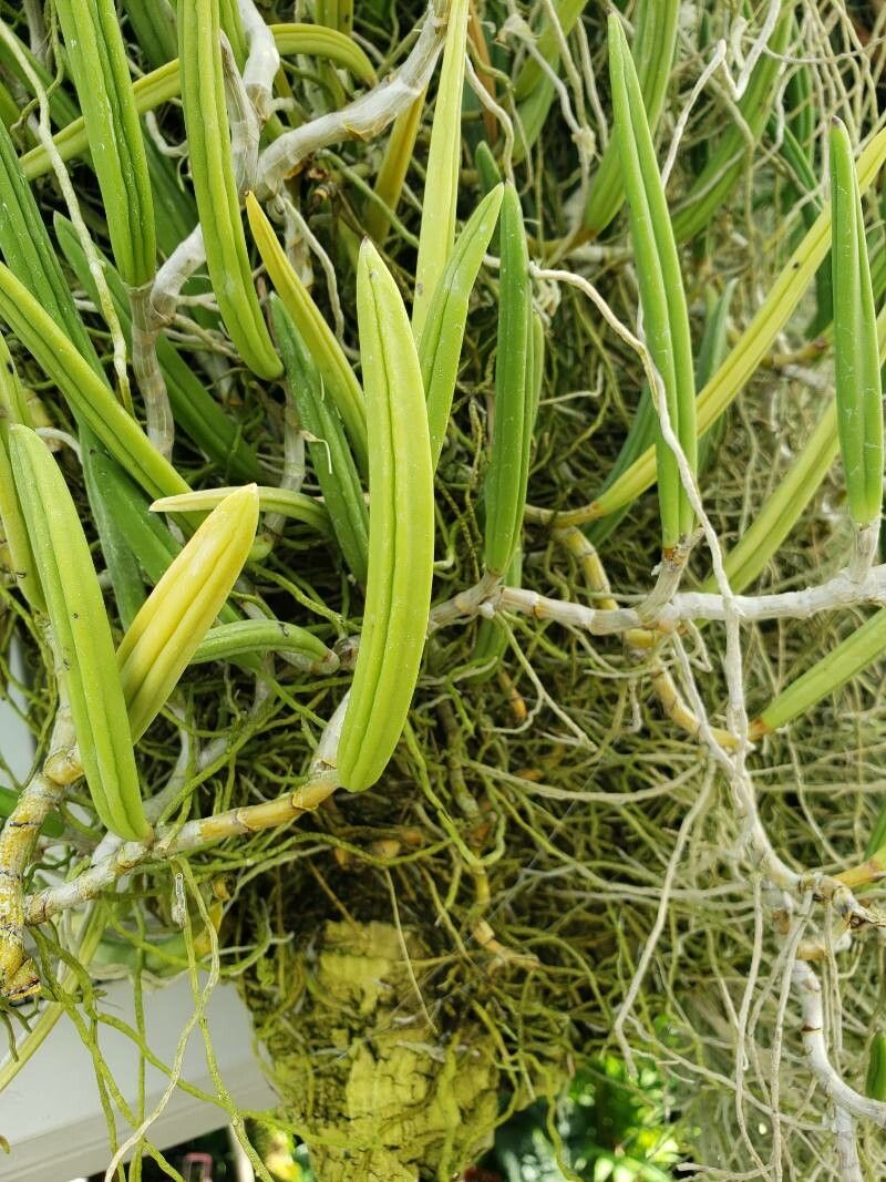 Dendrobium wattii — search result for 'Laos'