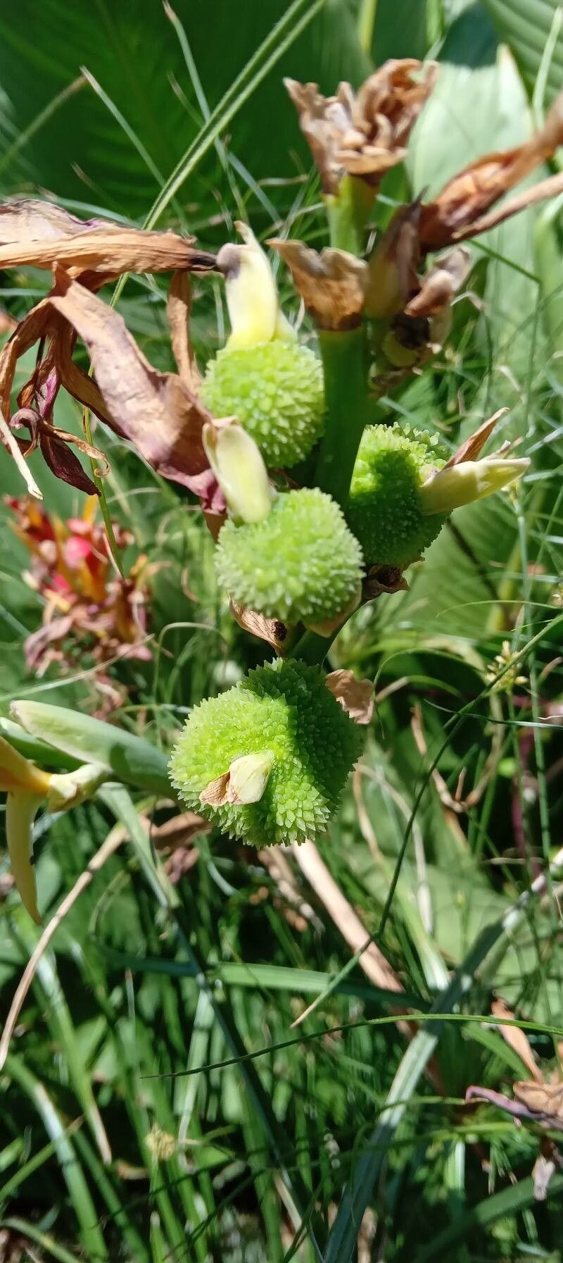 Canna × generalis fruit