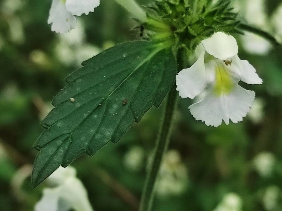 Galeopsis segetum flower