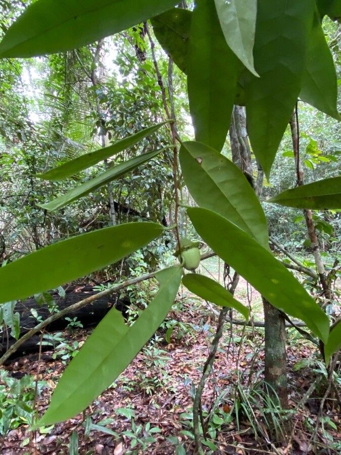 Urbanodendron verrucosum — search result for 'Lauraceae'