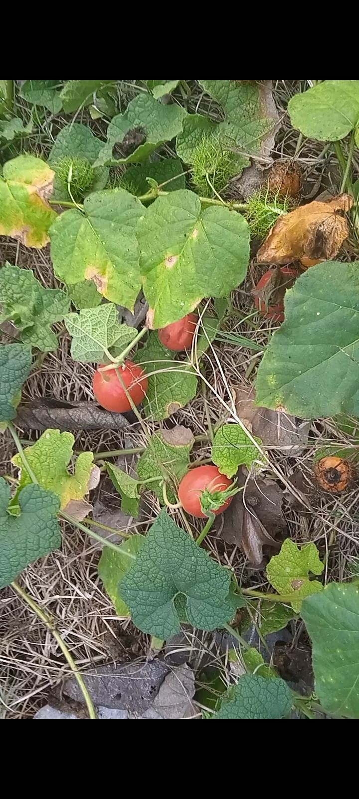 Trichosanthes cordata fruit
