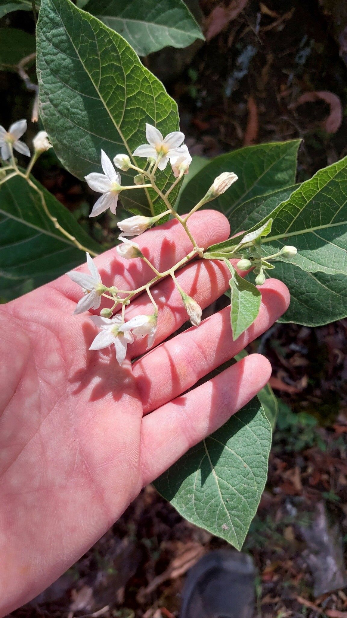 Solanum delitescens flower