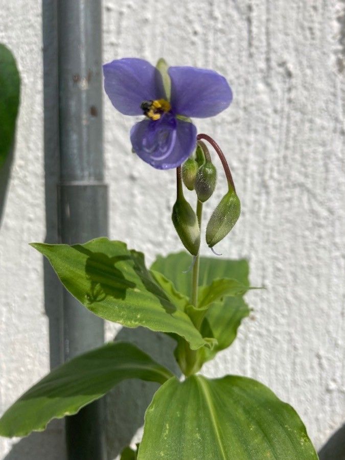 Tinantia erecta flower