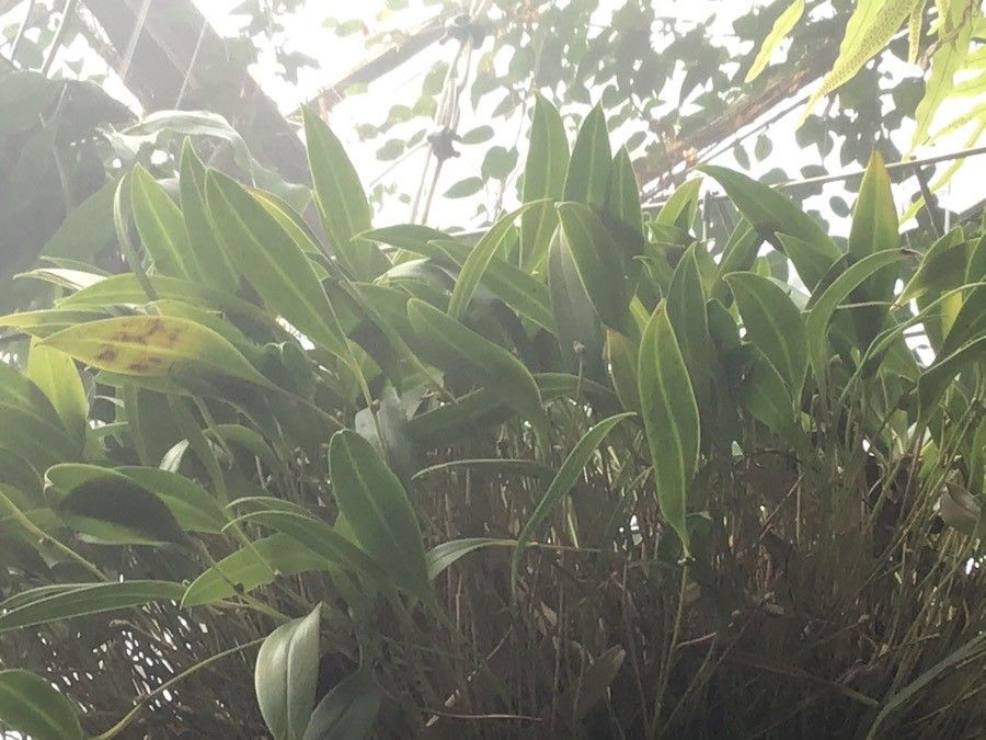 Pleurothallis ruscifolia — houseplant care guide