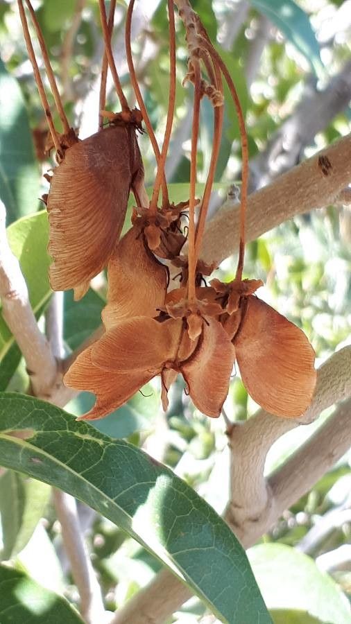 Acridocarpus orientalis fruit
