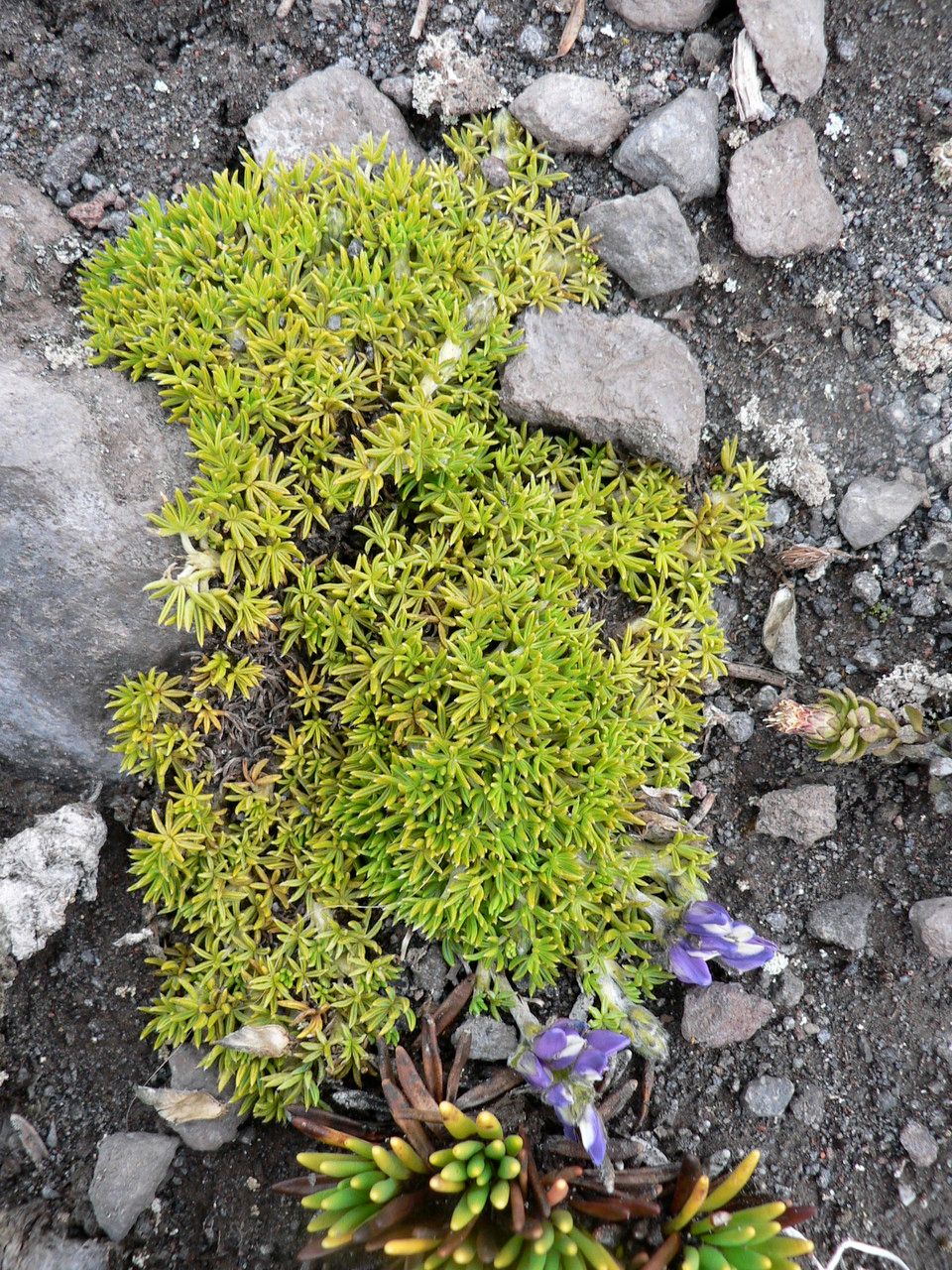 Lupinus microphyllus — search result for 'Lupinus'