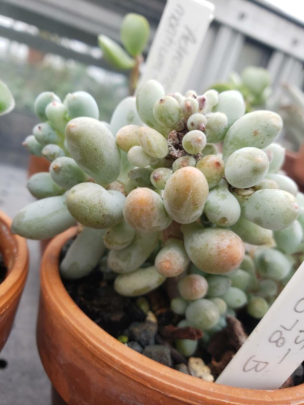 Pachyphytum rzedowskii leaf
