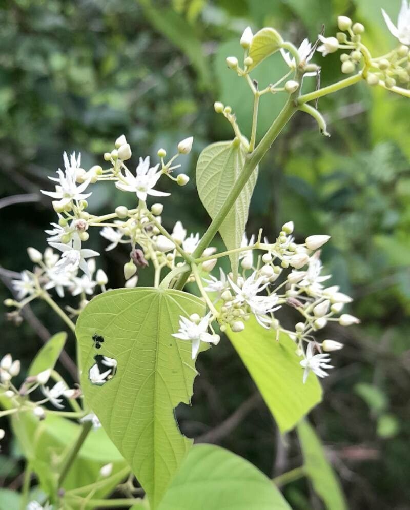 Ayenia catalpifolia flower