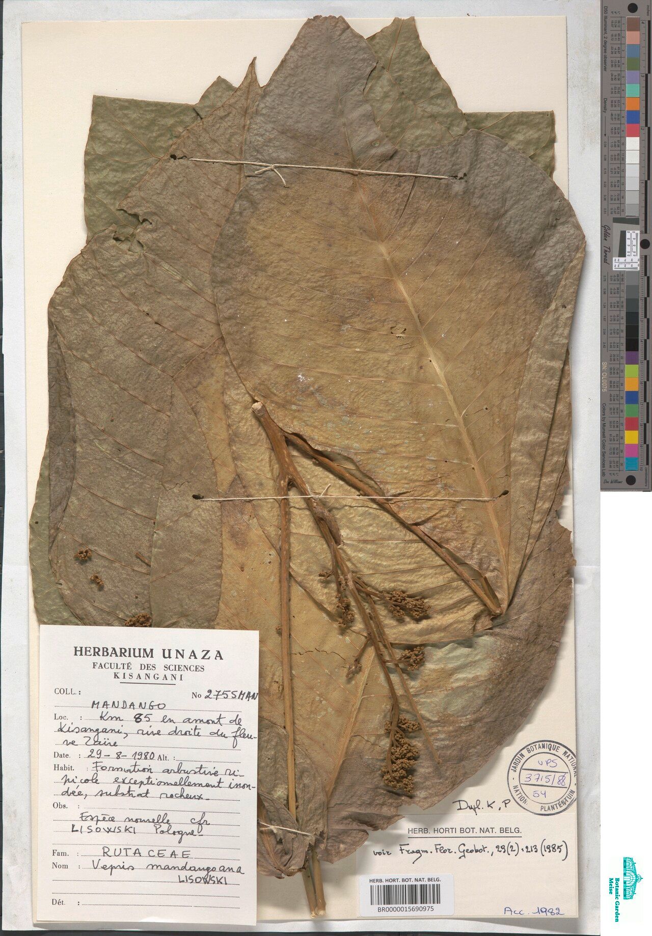 Vepris mandangoana — search result for 'Vepris'