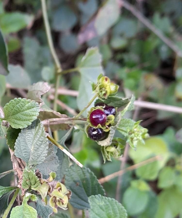 Lantana fucata — houseplant care guide