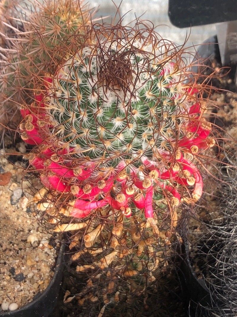 Mammillaria huitzilopochtli flower